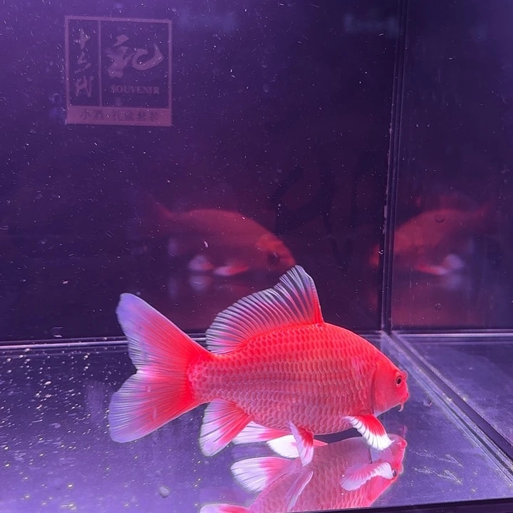 蝴蝶鲤鱼14号红蝴蝶鲤