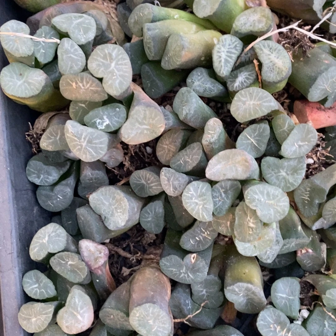 2106 一颗实生大窗万象 挑大的发货