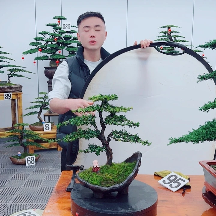 松树盆景一物一拍