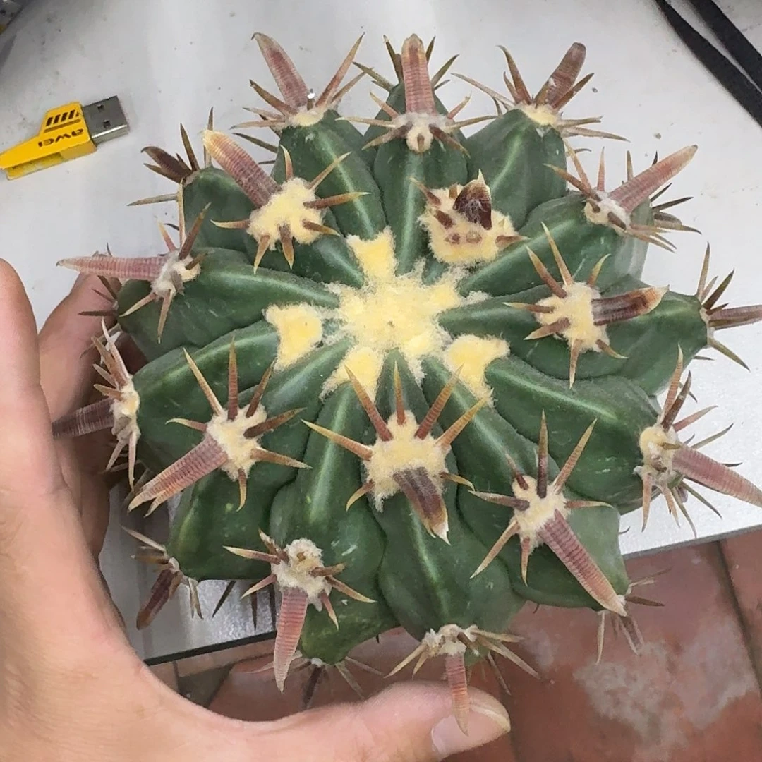 为***成自根凌波仙人球，暂未开根