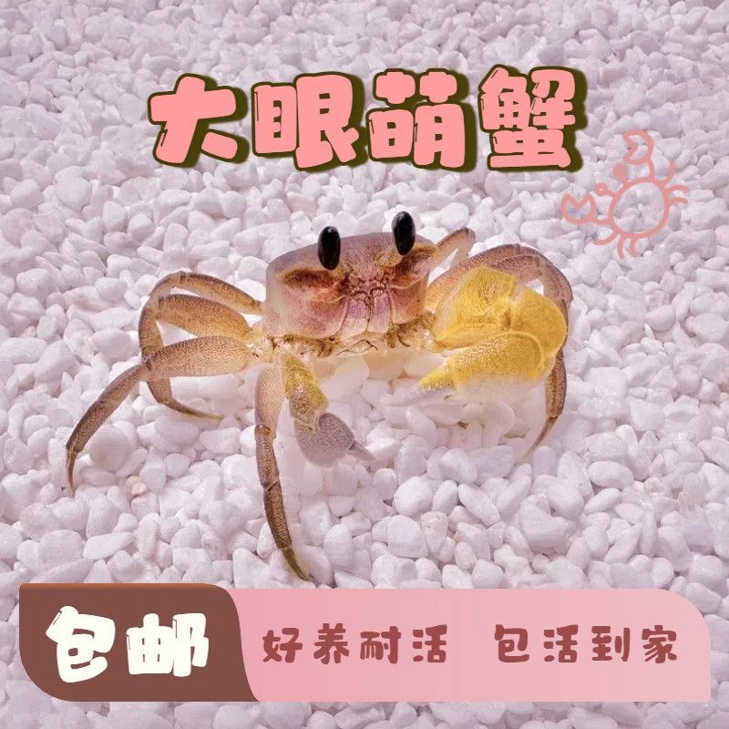 可爱大眼中华沙蟹桌面观赏懒人饲养萌宠