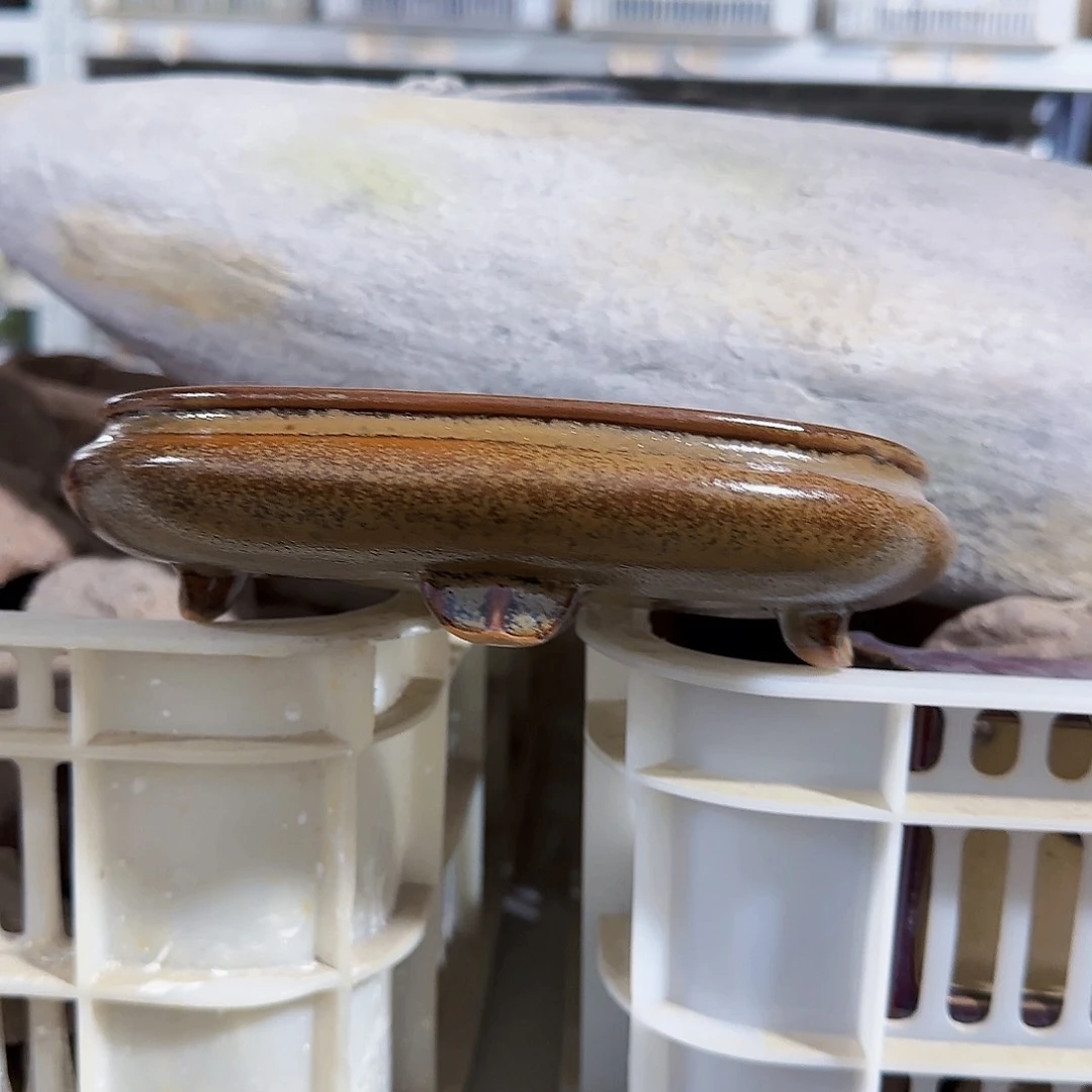 陶瓷花盆特价上新