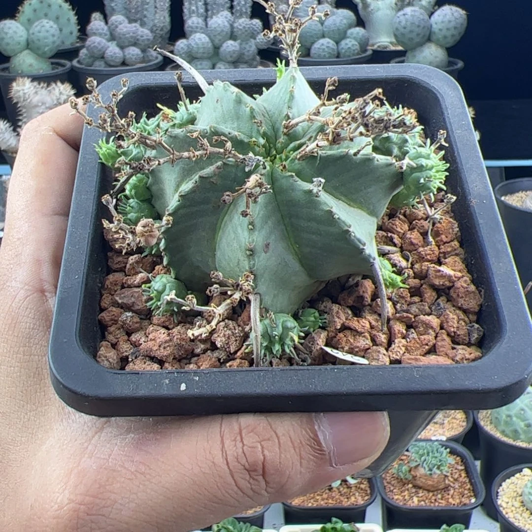 贵青玉一物一拍，，，，