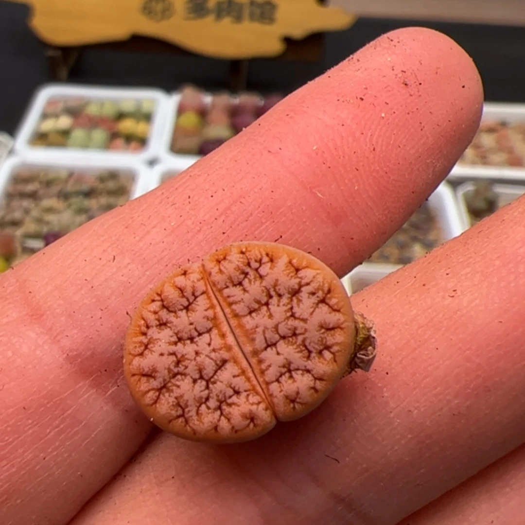 【闪购商品】000000003