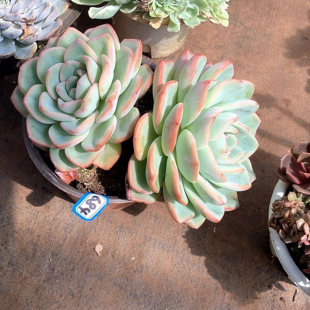 684泡芙 一物一拍多肉