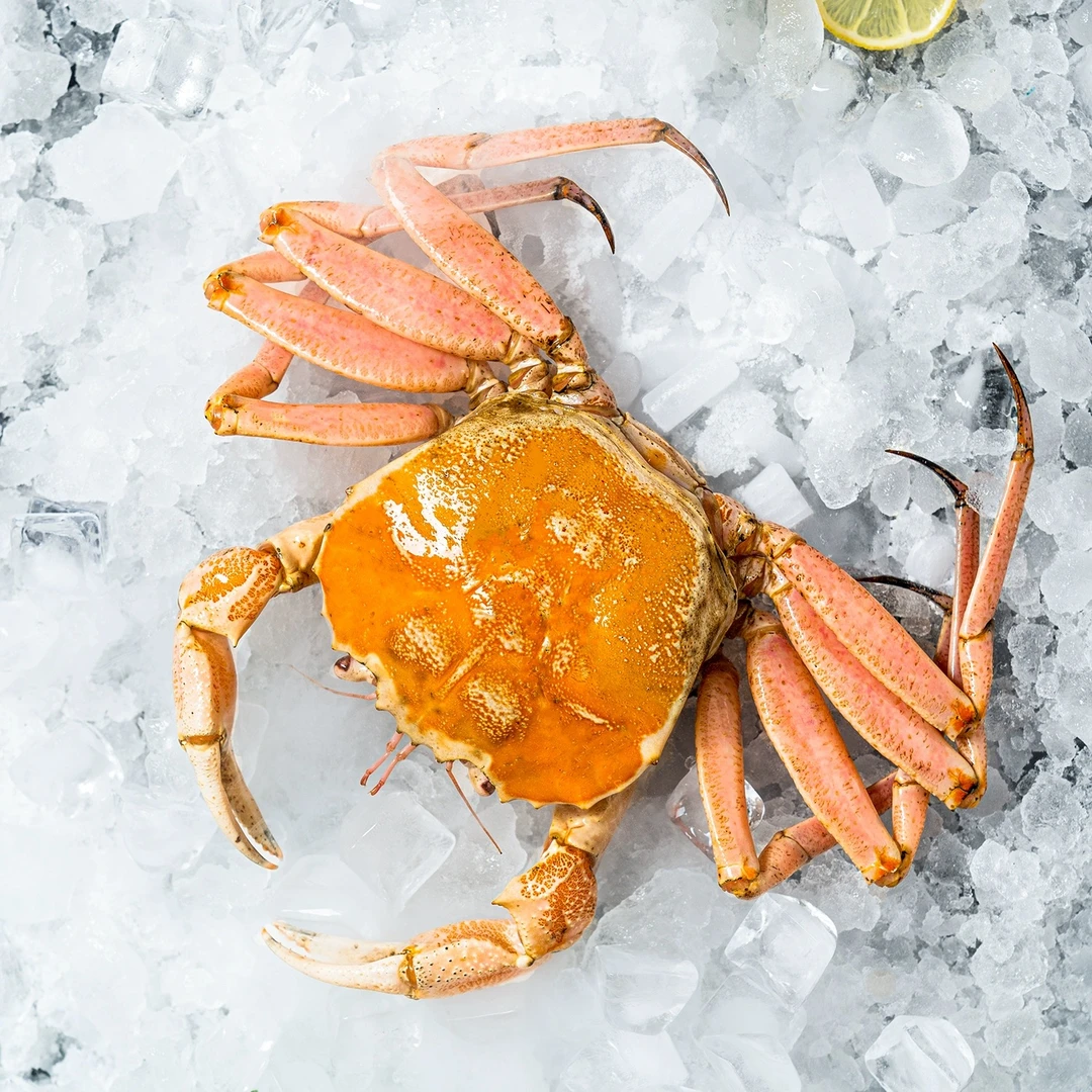 肯尼亚黄金雪蟹 新鲜非冷冻 江浙沪皖压冰发货 外省液氮锁鲜发