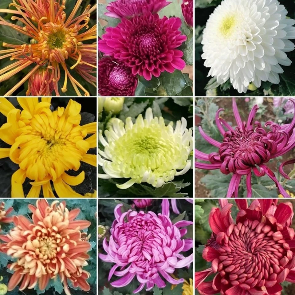 菊花丝菊荷兰菊大花耐寒露天