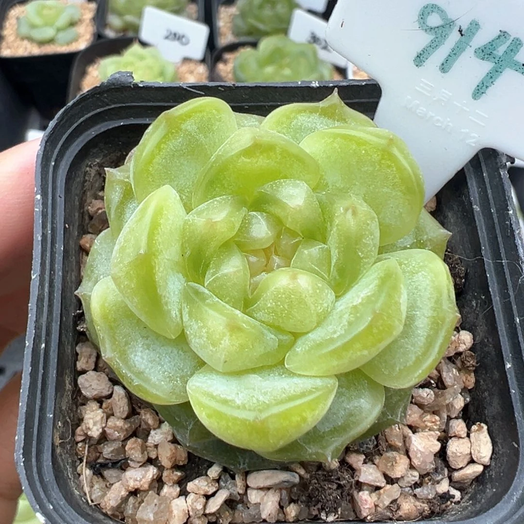 914号宫花系列玉簪