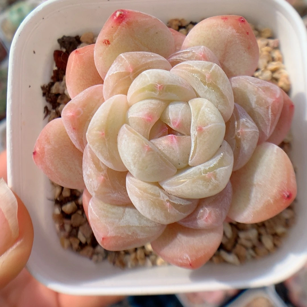 多肉植物。 糖心40