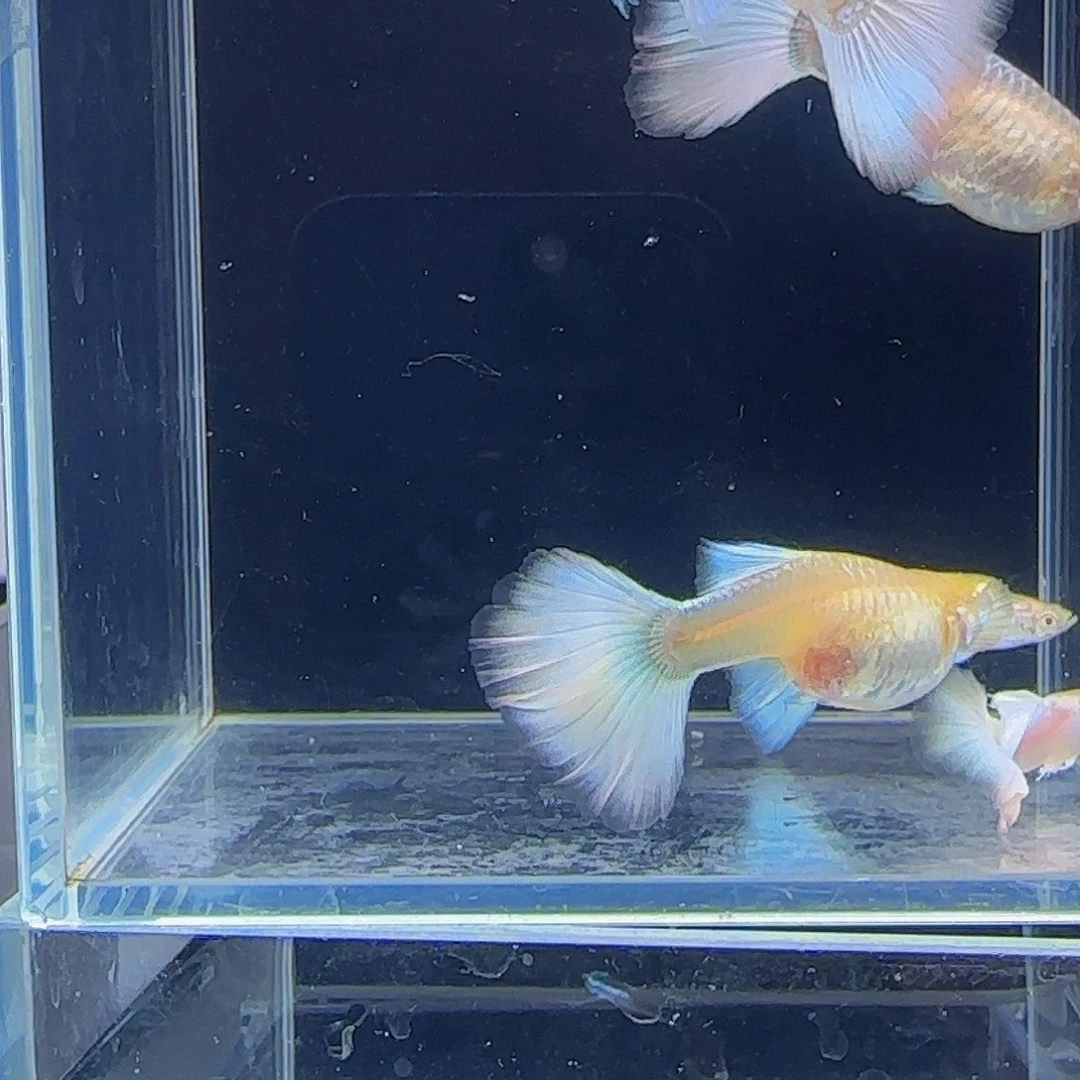 海水鱼白金礼服一对