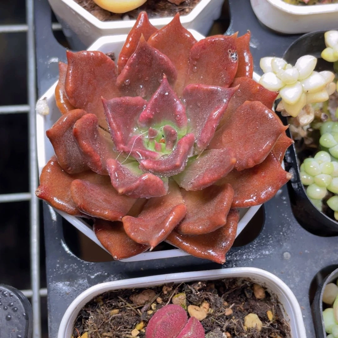 黑饺子皮多肉9.9包邮发货