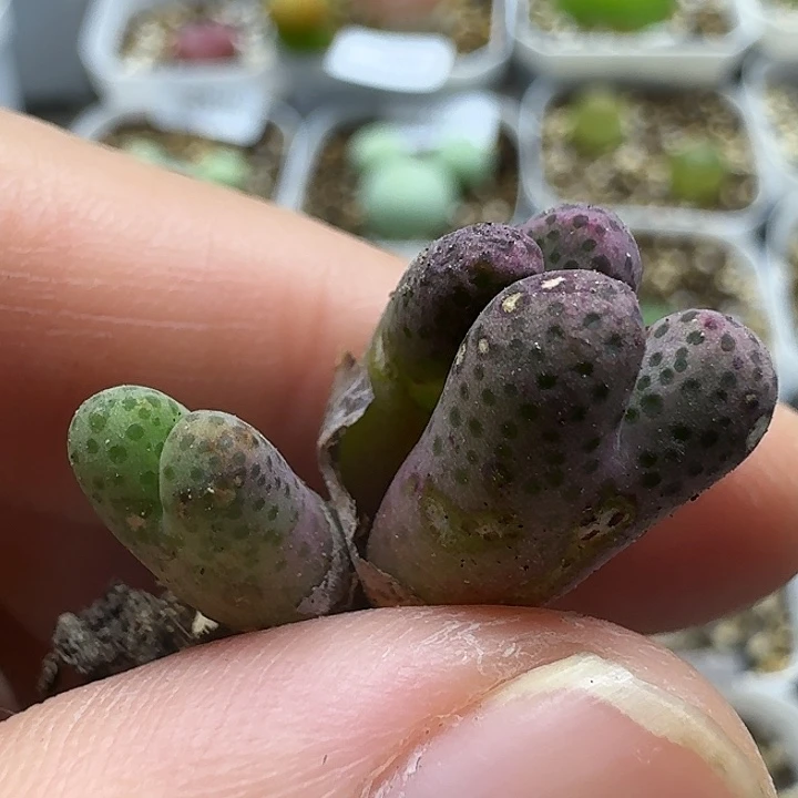 老马生石花斑马2465