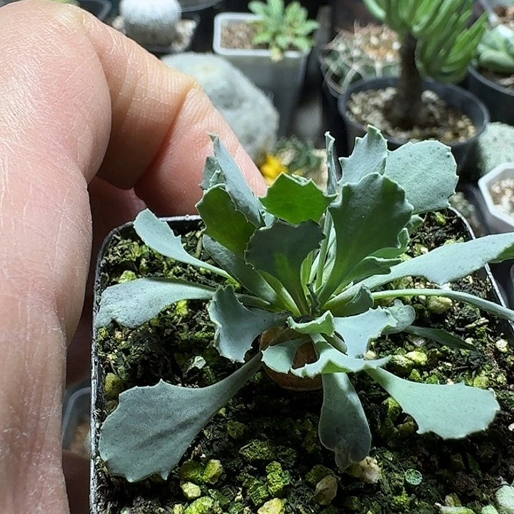 483格加厚敦菊带盆发货