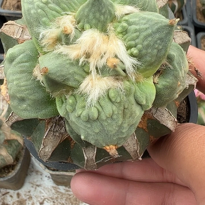 苗接怒涛，尺寸4厘米