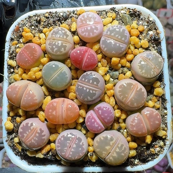 生石花1111122。   275