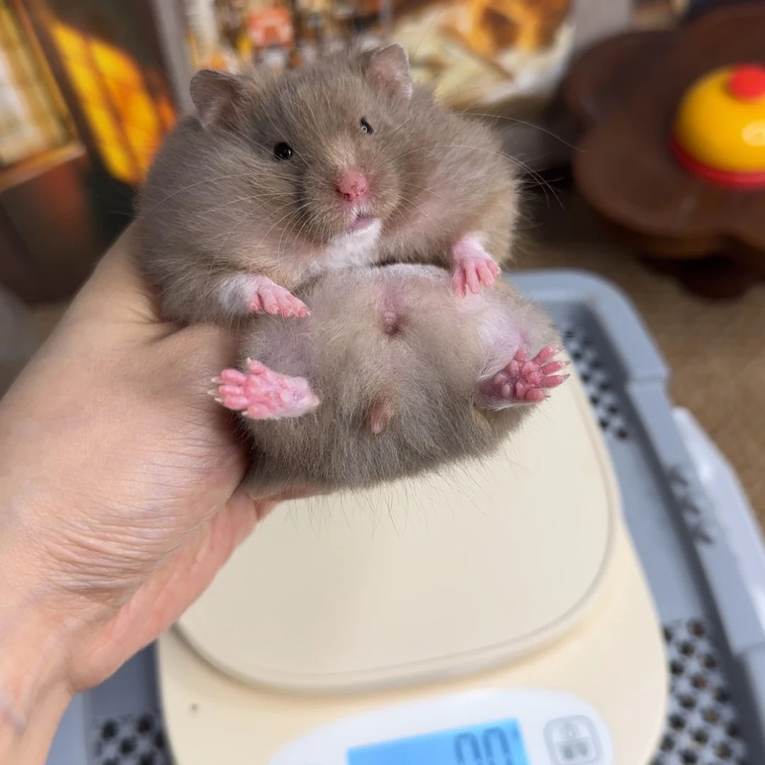 巧克力玳瑁妹妹8.17