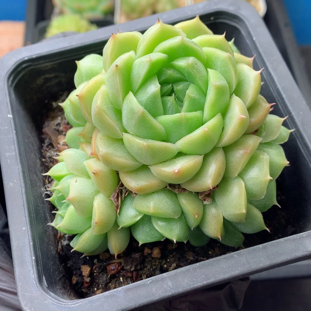 58包邮  群生不包整 127