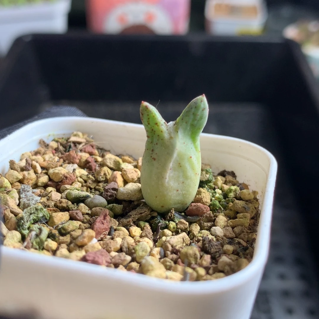 518皮卡丘杂交猪蹄