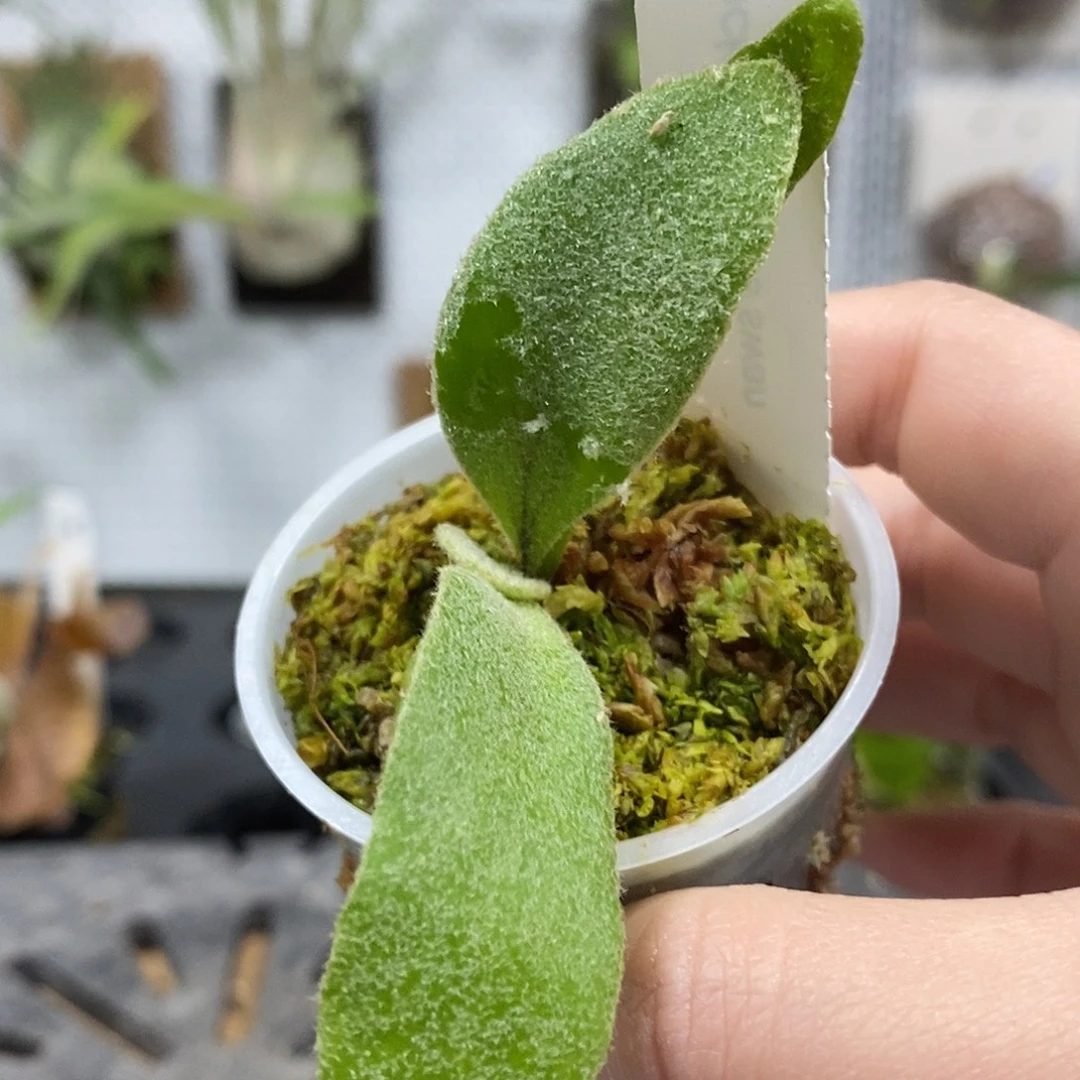 无花朵白天鹅鹿角蕨