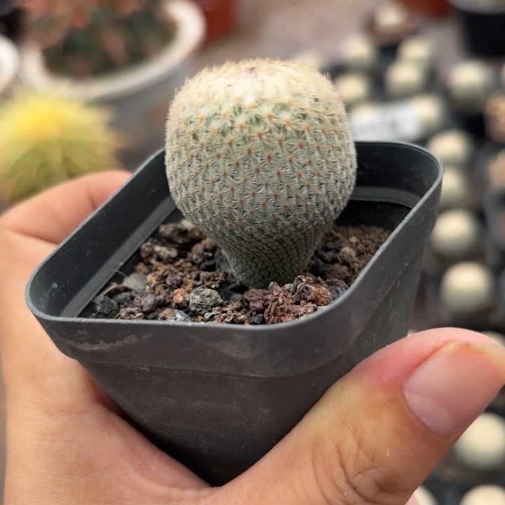 实生月世界好养皮实
