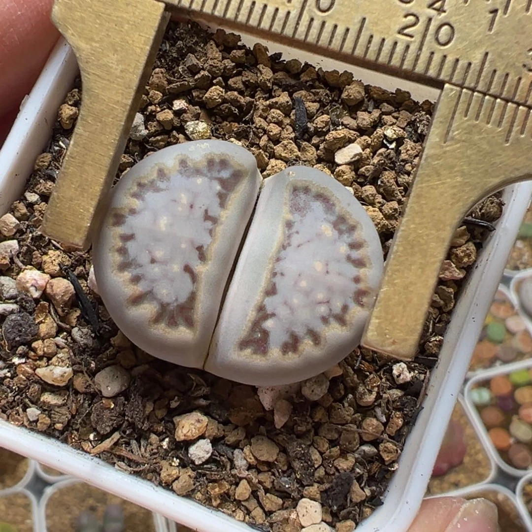 饼干多肉植物百科6