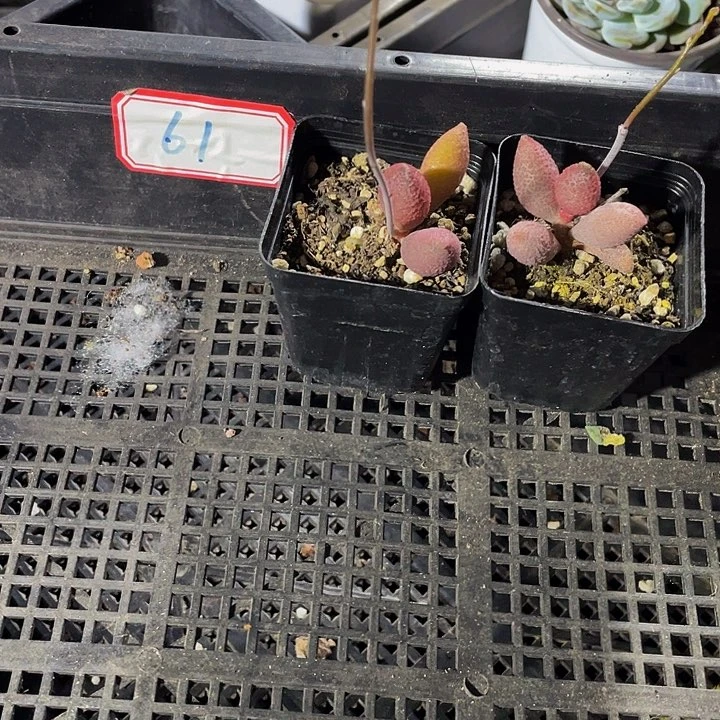 心***动61号筐带盆土发货