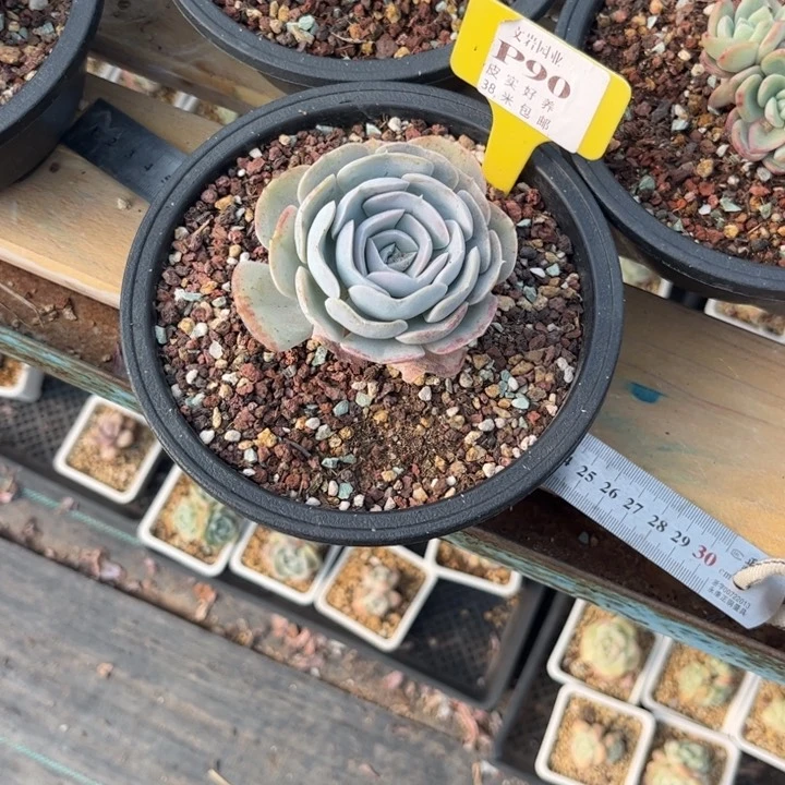 野*多肉植物111111圣卡