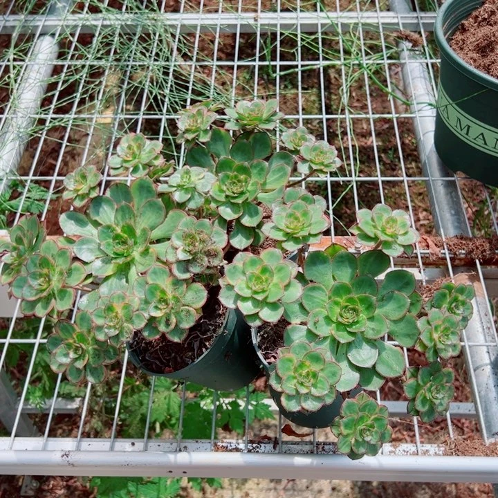 三颗青莲多肉法师