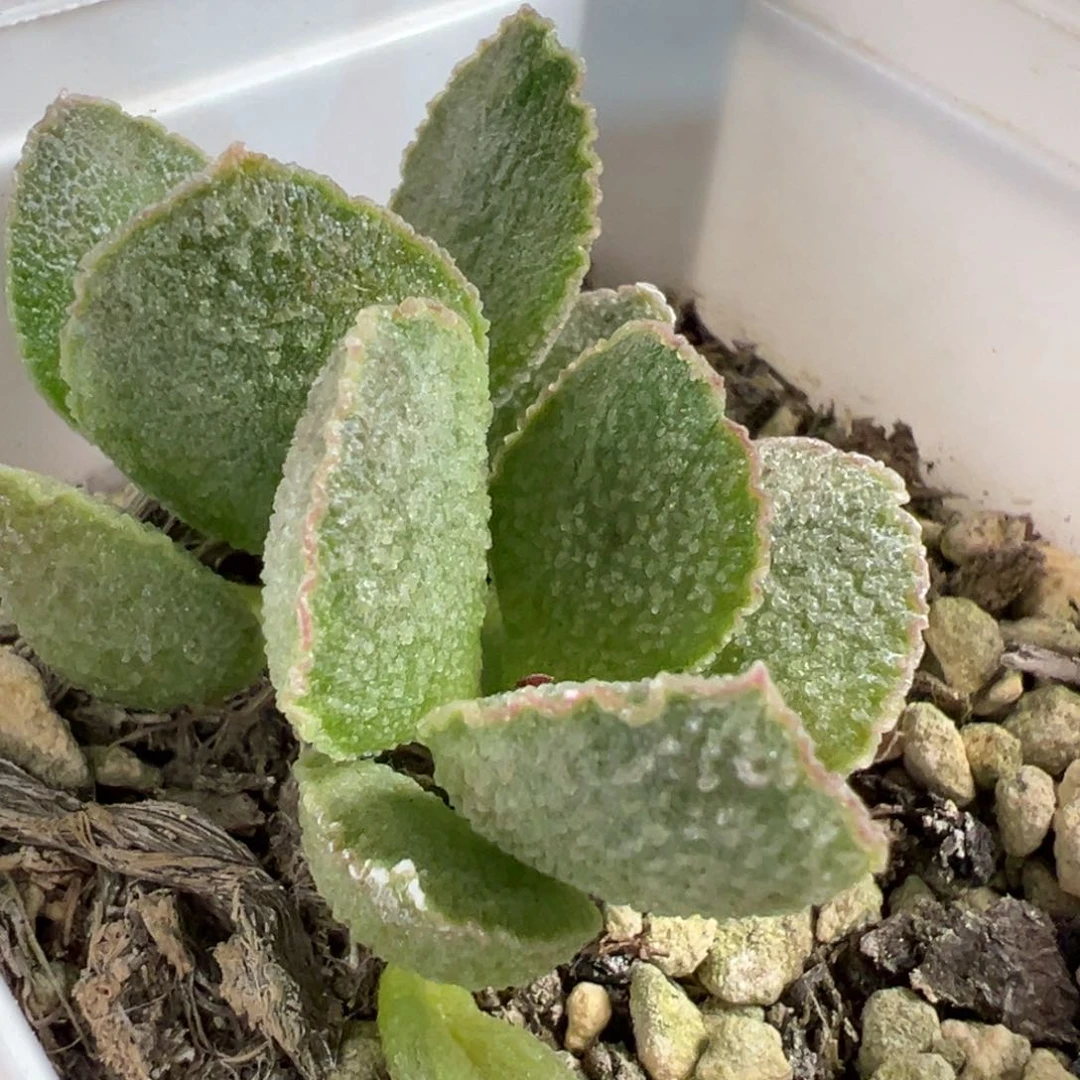 爱丽丝多肉植物水泡多肉植物