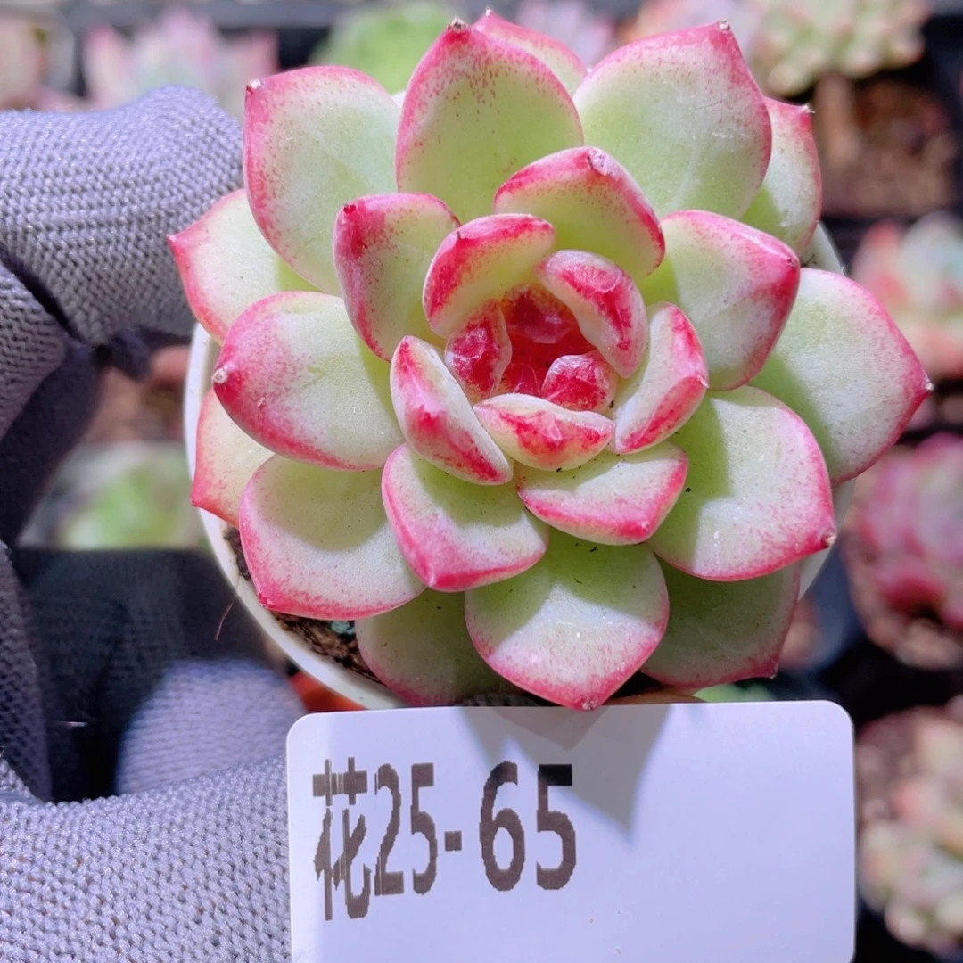 花利美25-65关键时刻