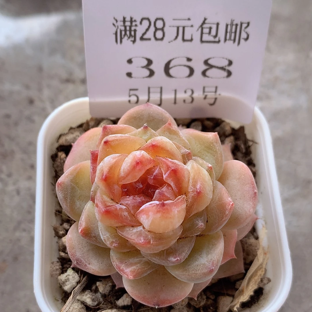 【闪购商品】云368号