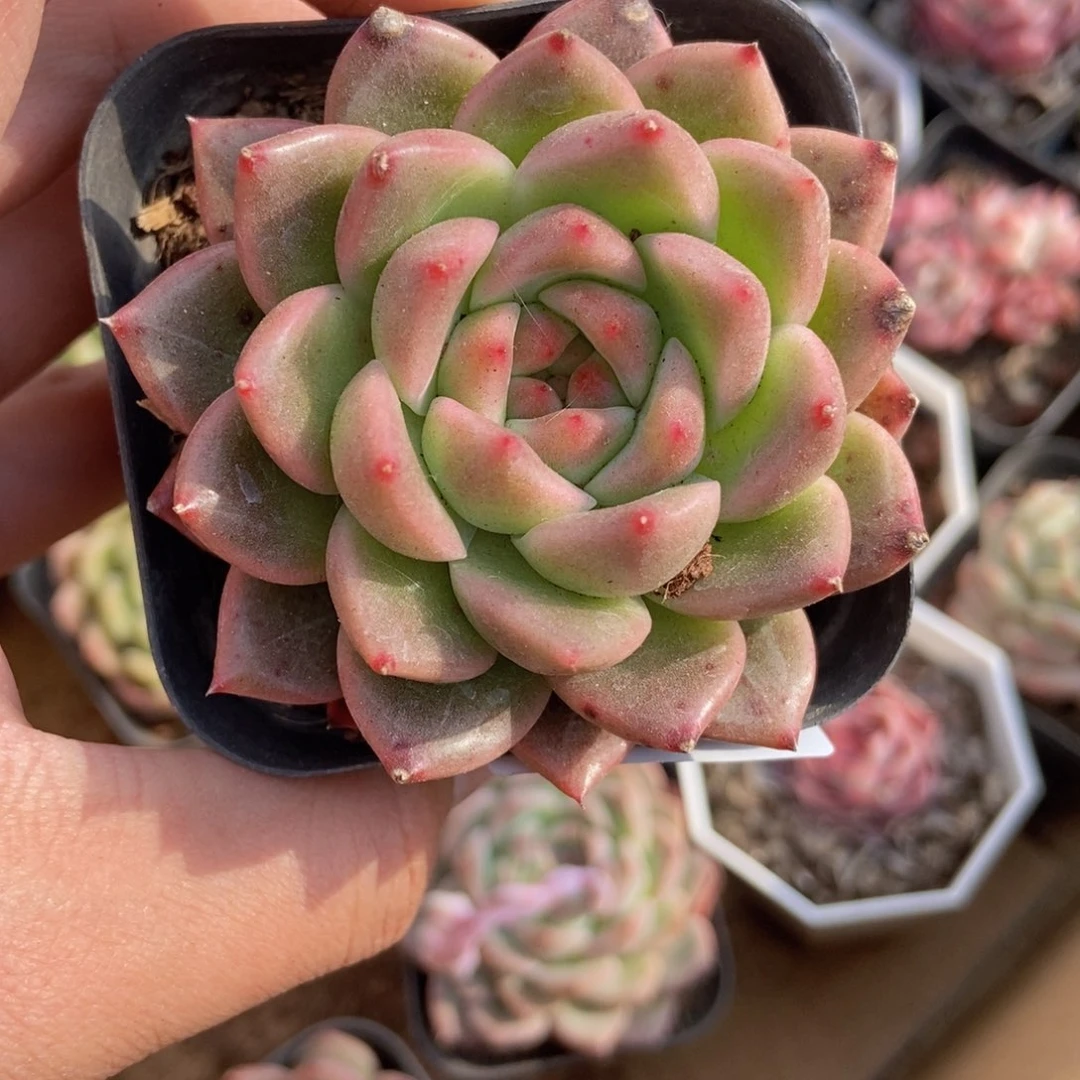 春泥家框拍链接S23