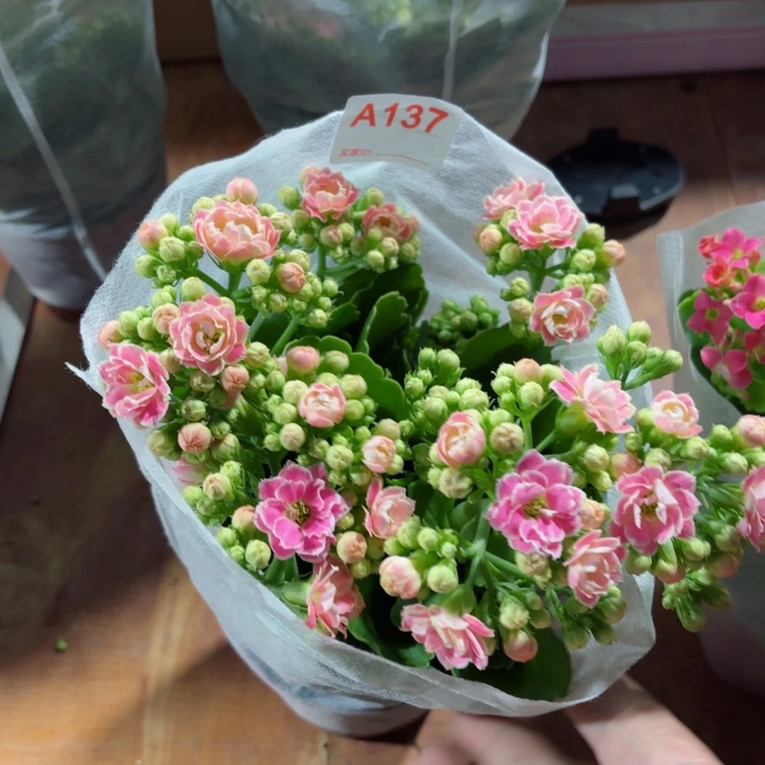 A137大盆彩蝶长寿花一颗