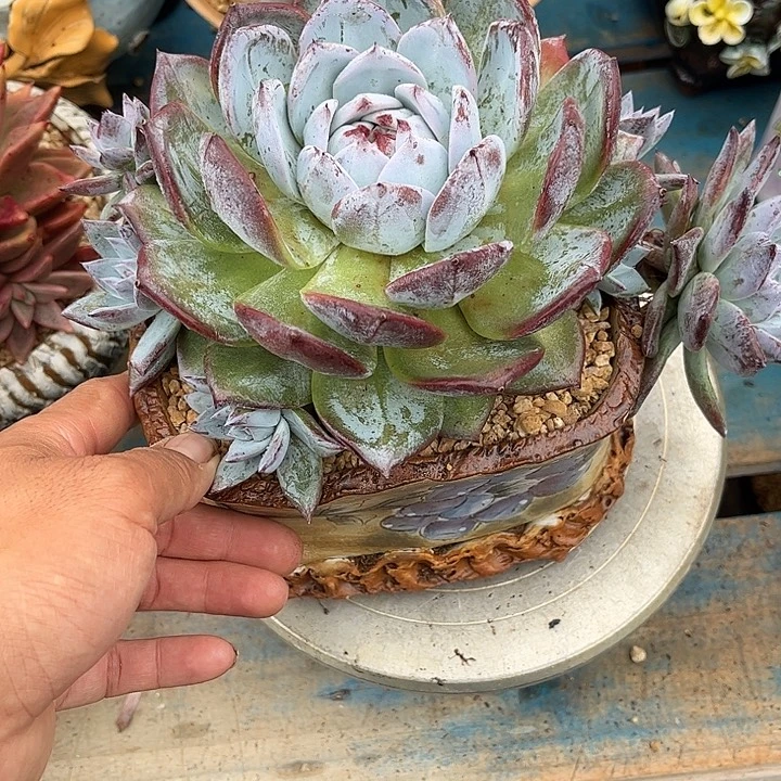 多肉植物一物一拍