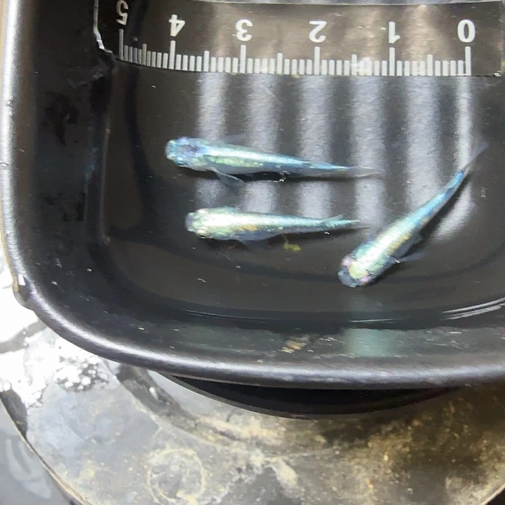 青鳉鱼26号拍品黑衣