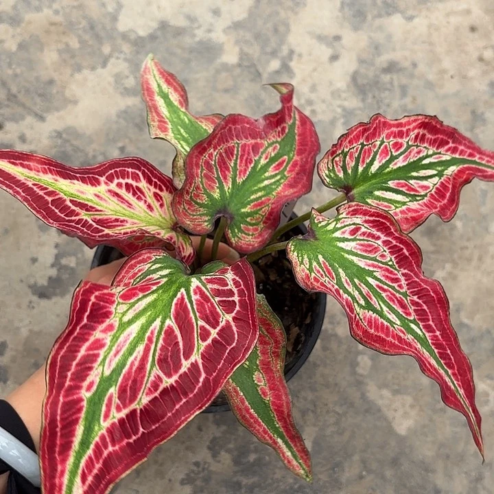 26-0217彩叶芋广东现货多肉