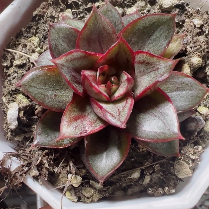 麒麟座锦精品多肉