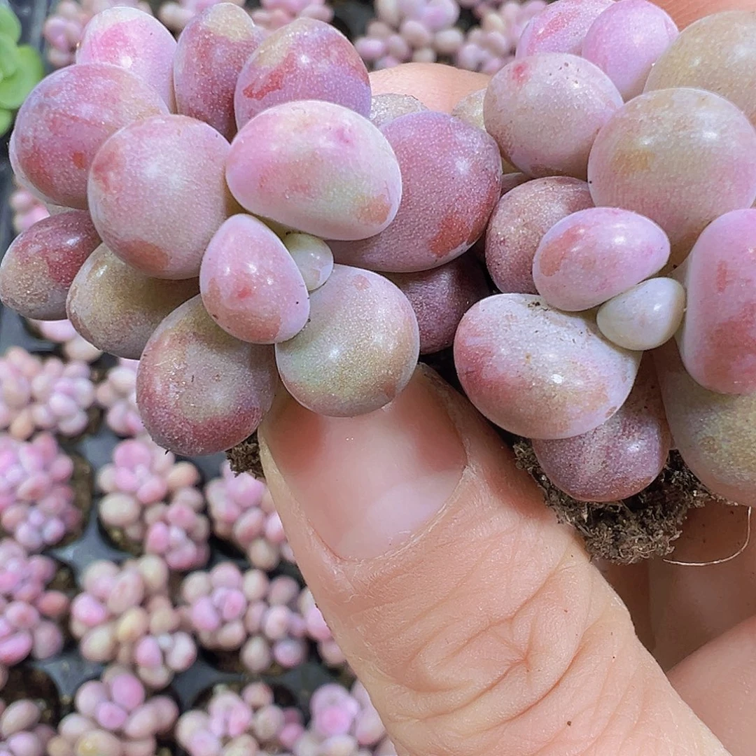 糖果桃蛋5颗19包邮多肉