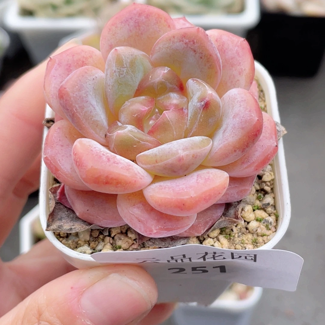 251号糖心冰心珍妮 水晶蜜柚