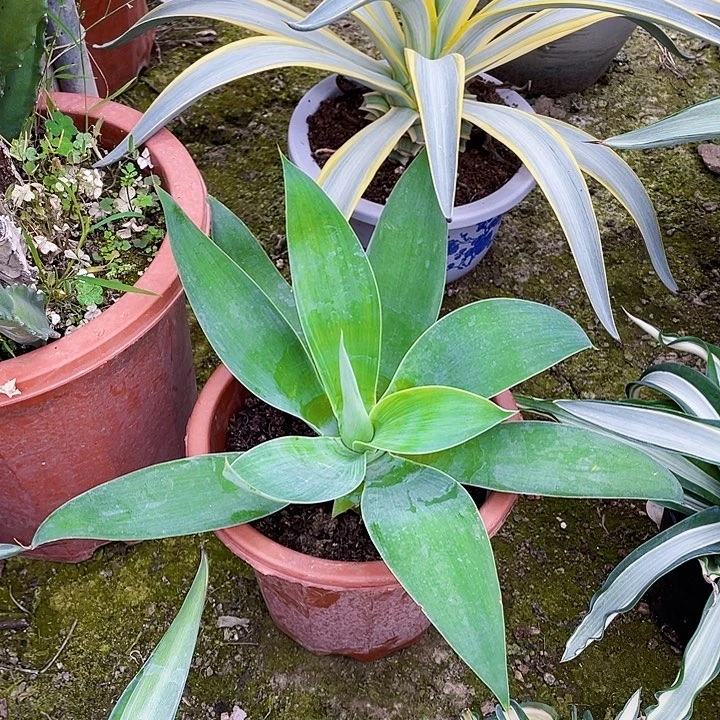 完全开放33cm虎尾龙舌兰裸根发货