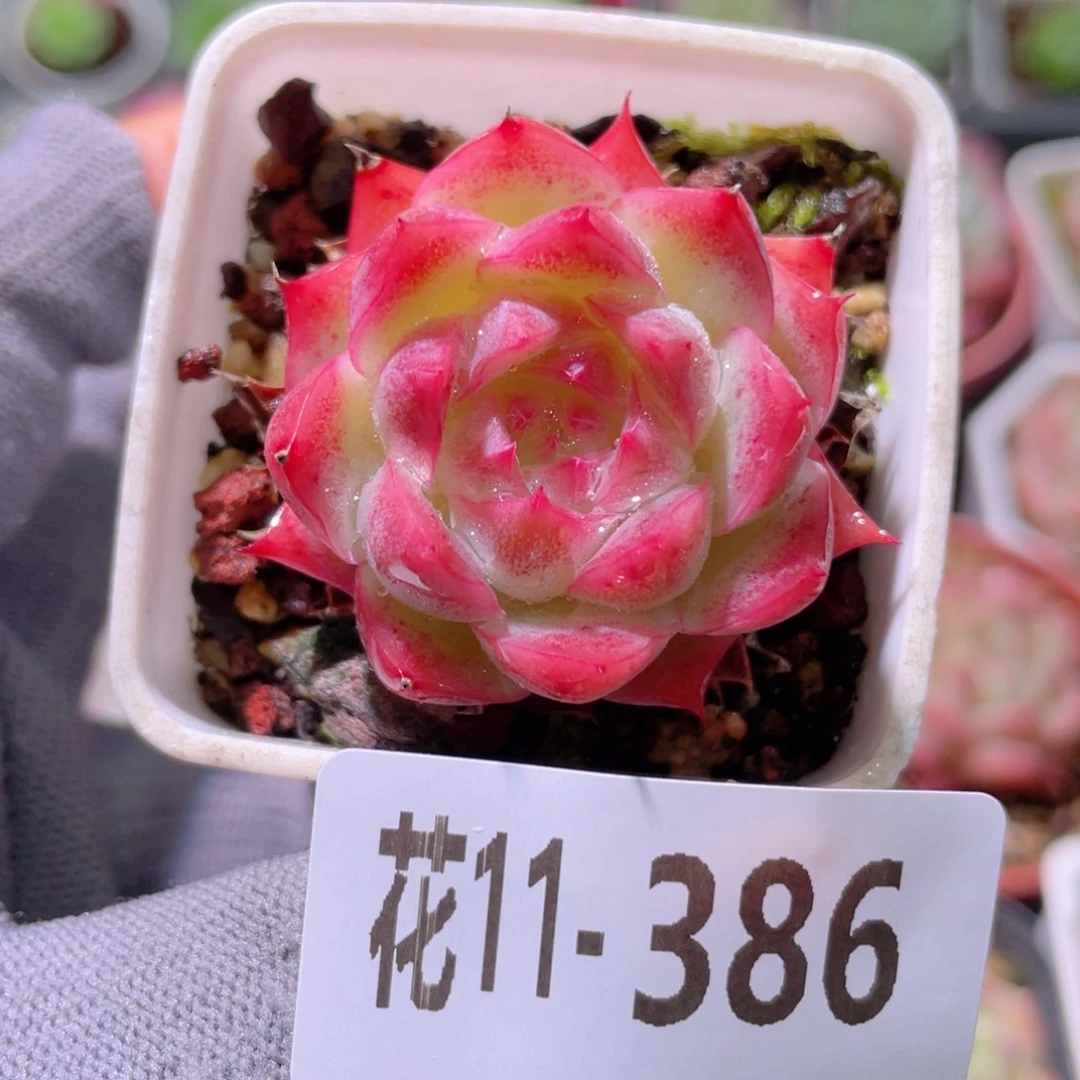 花利美11-386美瞳