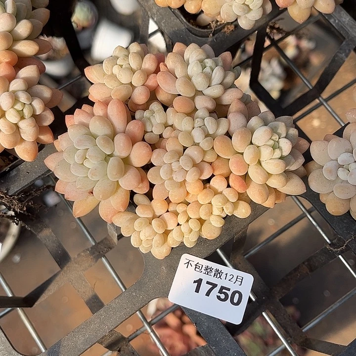 阿雅园艺。       1750鱼子酱