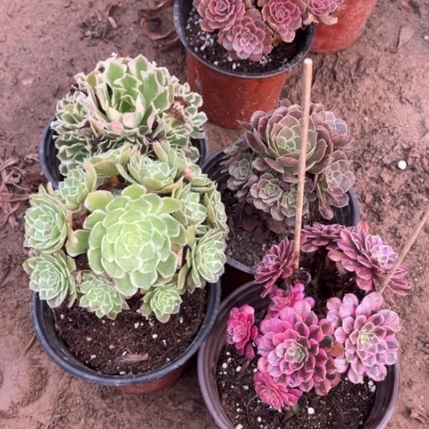 217多肉植物组合，