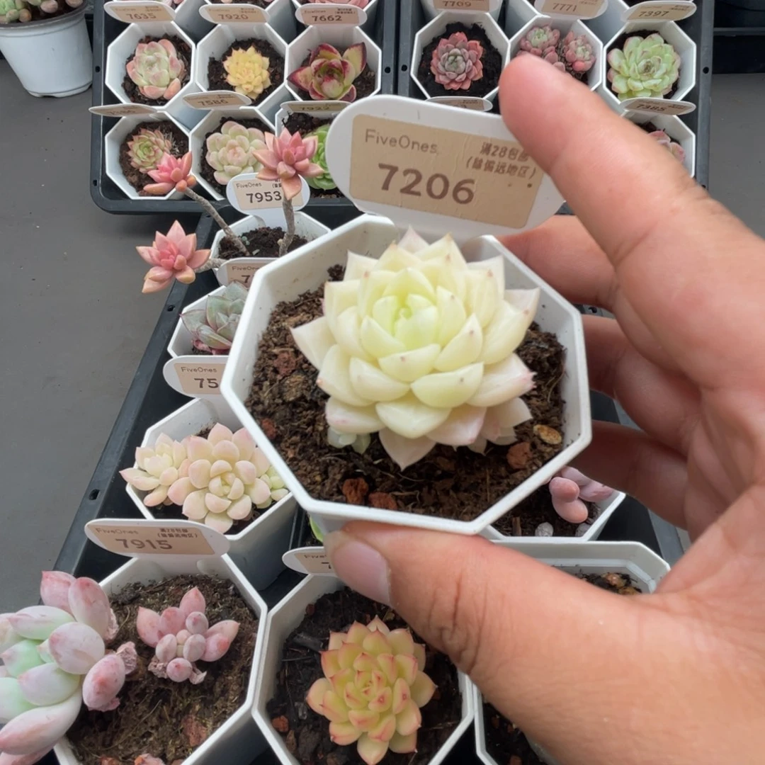 7206白天鹅4.0厘米
