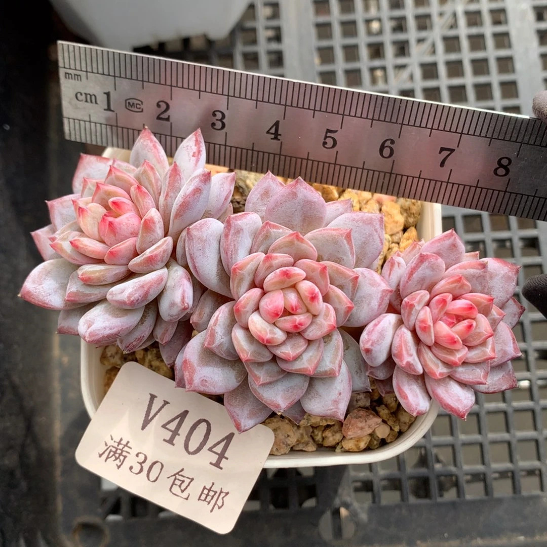 404。玉芙蓉老桩三头小树。