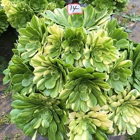 懵**年五彩琉璃捧花老桩14