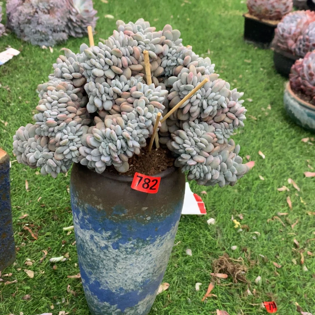 782粉兔1111111111111