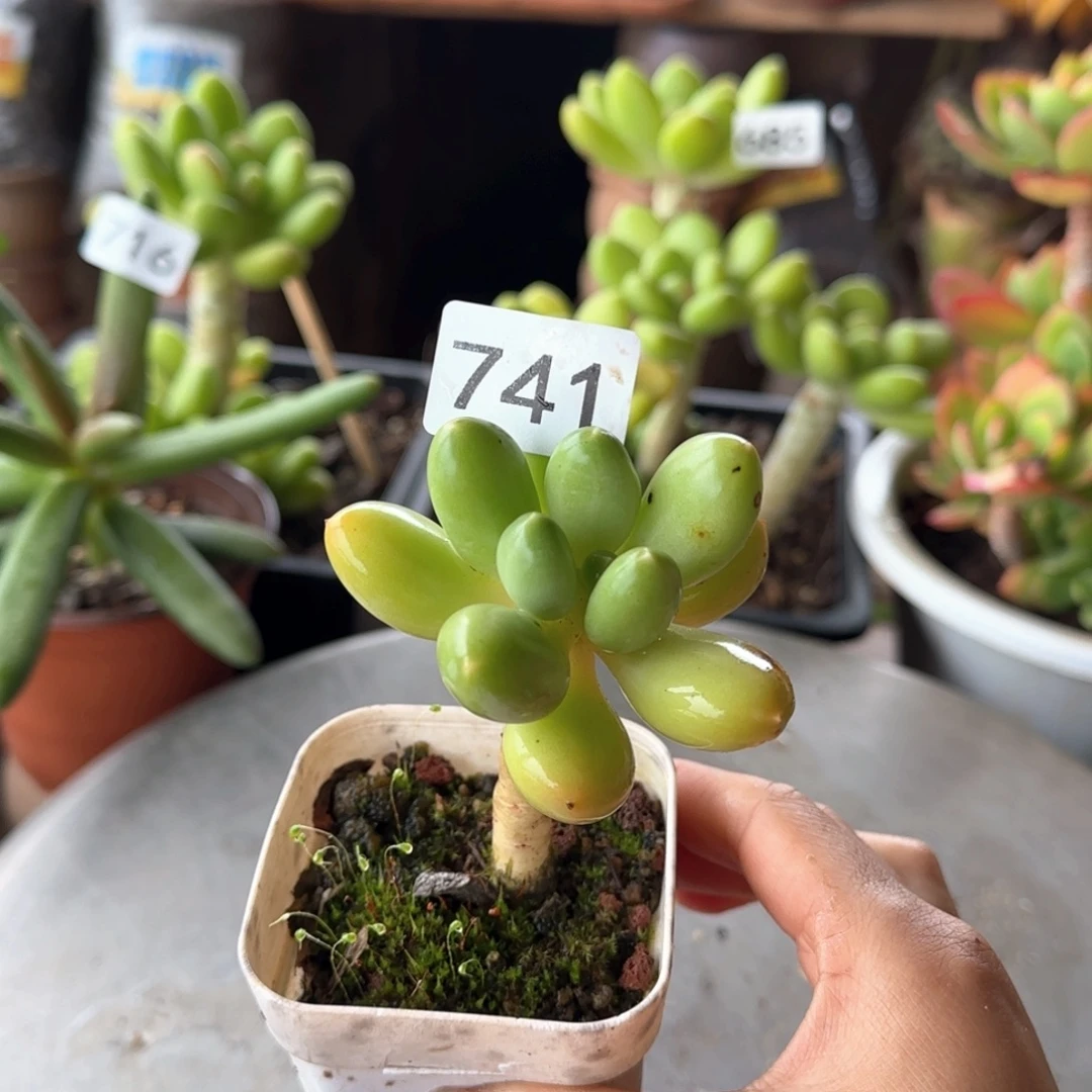 741号 一物一拍 一物一拍