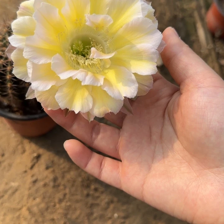 爱****仙人球美花带根彩36
