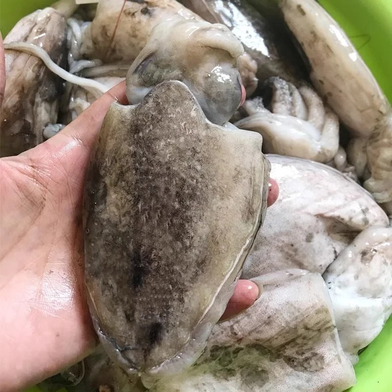 优选汕尾本港新鲜大墨鱼 鲜活冷冻水产海鲜大乌贼 墨斗鱼原产地